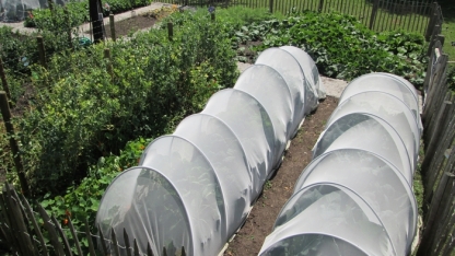 Insect net cabbages - vegetable garden