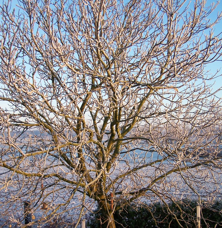 Walnut tree, Winter