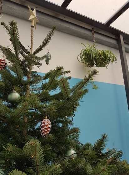 Christmas tree, le Botaniste, Ghent